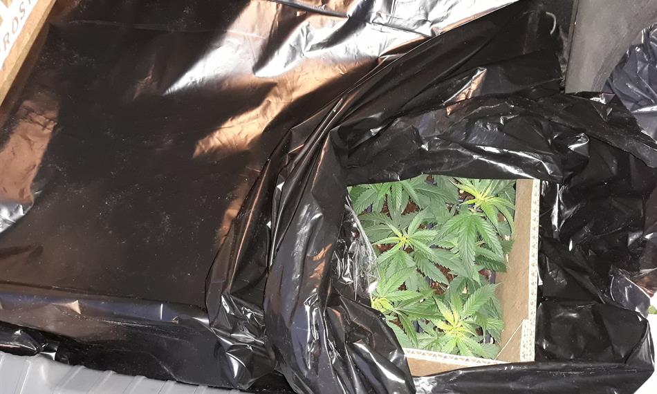 2019-7-12-108Marihuana_4_CU pro Stc kr.jpg